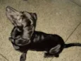 Cachorro raça SRD Salsichinha idade 3 anos nome Black