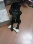 Cachorro raça SRD Salsichinha idade 3 anos nome Black