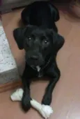 Cachorro raça SRD Salsichinha idade 3 anos nome Black