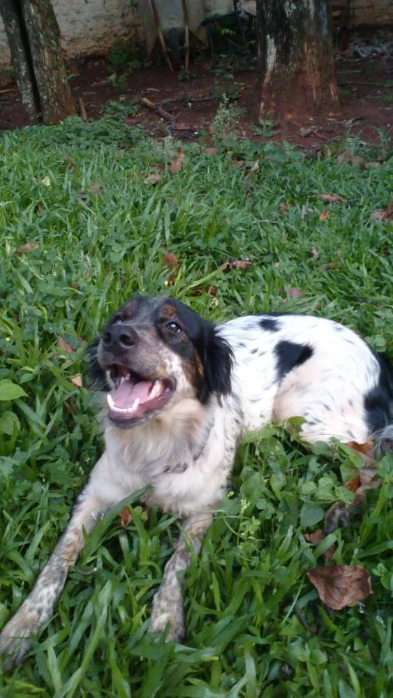 Cachorro ra a Não definida  idade 1 ano nome Pek