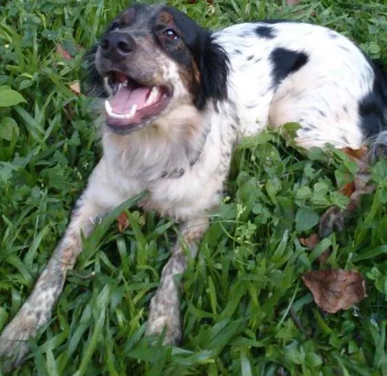 Cachorro ra a Não definida  idade 1 ano nome Pek