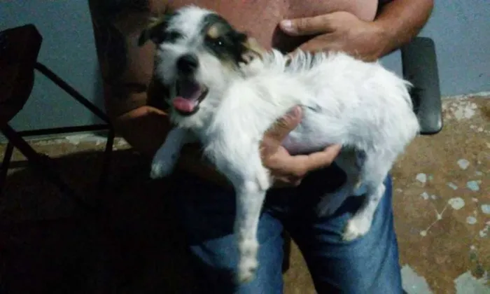 Cachorro ra a SRD idade 2 a 6 meses nome Ainda não possui