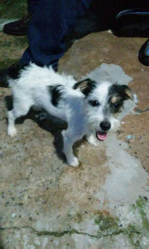 Cachorro ra a SRD idade 2 a 6 meses nome Ainda não possui