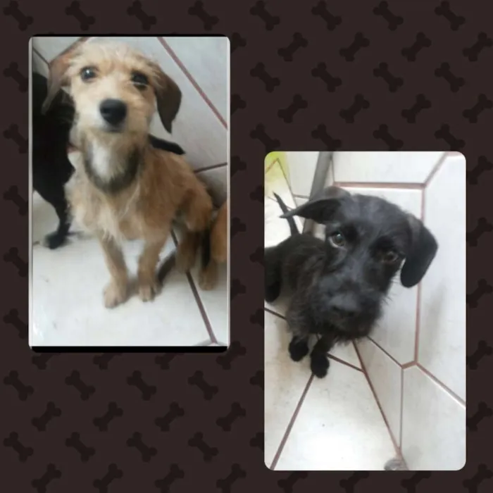 Cachorro ra a Viralatas idade 7 a 11 meses nome Grafite / Mel