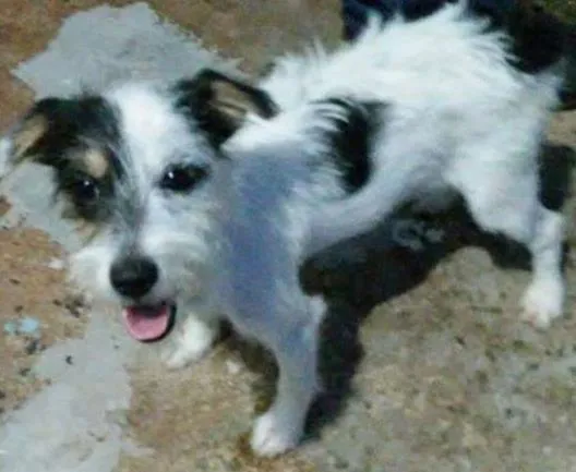 Cachorro ra a SRD idade 2 a 6 meses nome Ainda não possui