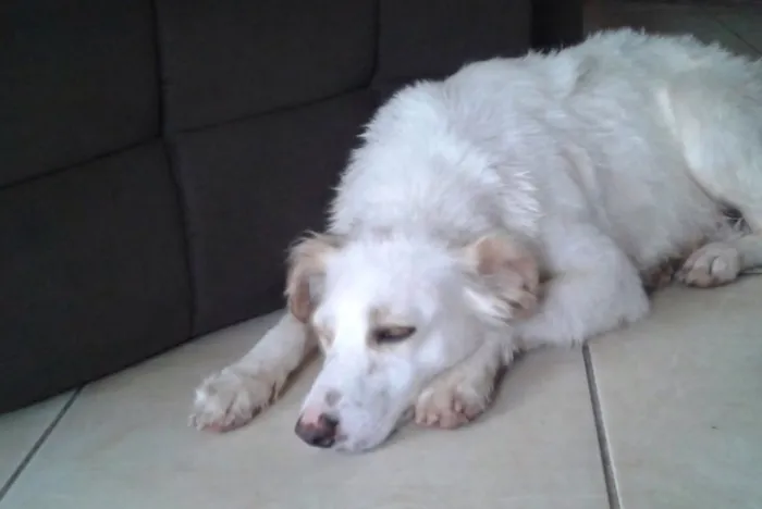Cachorro raça  idade 5 anos nome Branca