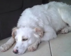 Cachorro raça  idade 5 anos nome Branca
