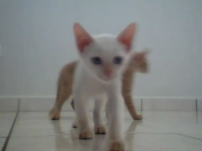 Gato ra a Angorá idade 2 a 6 meses nome Zefinha/Caidão