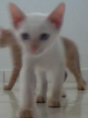 Gato raça Angorá idade 2 a 6 meses nome Zefinha/Caidão