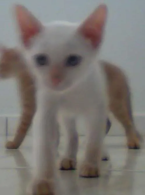 Gato ra a Angorá idade 2 a 6 meses nome Zefinha/Caidão