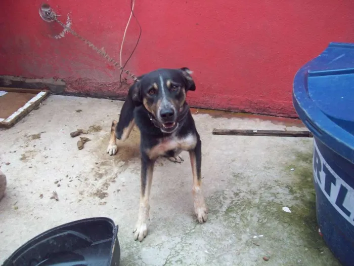 Cachorro raça SRD idade 7 a 11 meses nome Edgard