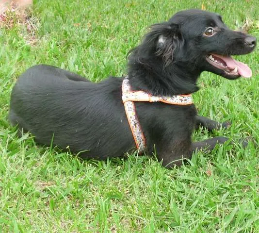 Cachorro ra a SRD idade 7 a 11 meses nome Lucky