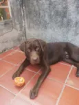 Choco