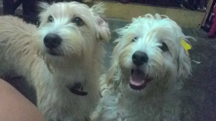 Cachorro ra a poodle/cocker idade 7 a 11 meses nome san e bb
