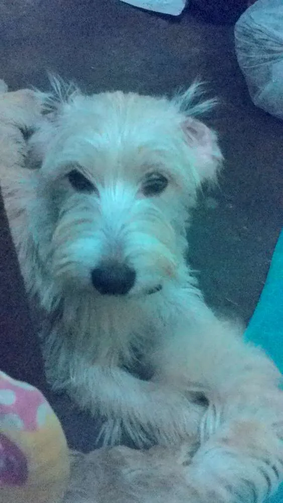 Cachorro ra a poodle/cocker idade 7 a 11 meses nome san e bb