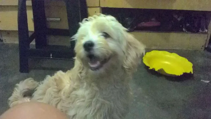 Cachorro ra a poodle/cocker idade 7 a 11 meses nome san e bb