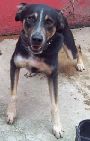 Cachorro raça SRD idade 7 a 11 meses nome Edgard