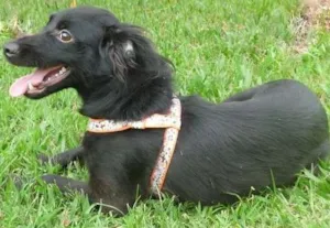 Cachorro raça SRD idade 7 a 11 meses nome Lucky