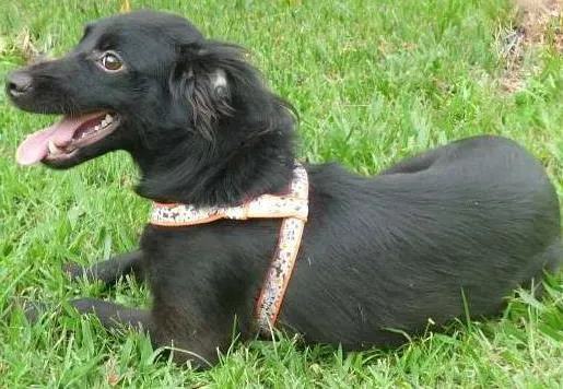Cachorro ra a SRD idade 7 a 11 meses nome Lucky