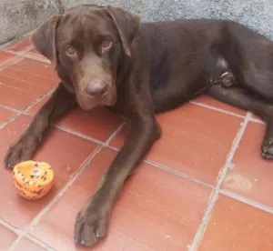 Cachorro raça labrador idade 1 ano nome Choco