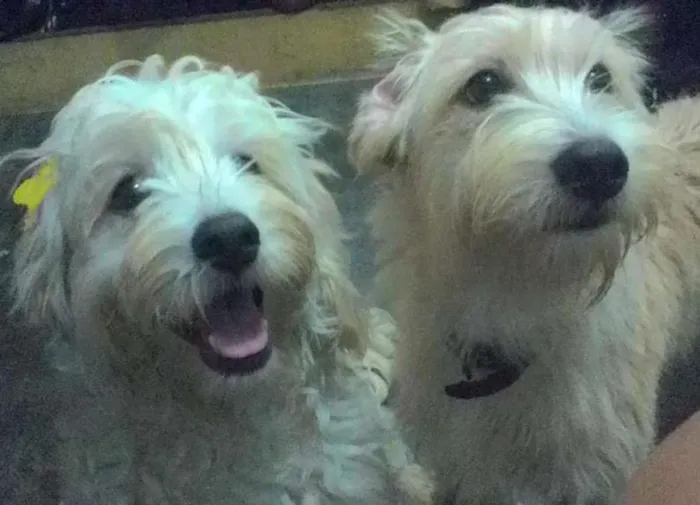 Cachorro ra a poodle/cocker idade 7 a 11 meses nome san e bb
