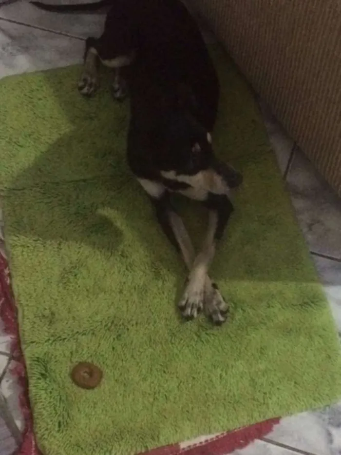 Cachorro raça viralata idade 2 anos nome Meeg