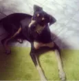 Meeg