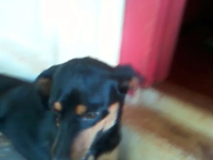 Cachorro ra a Pinscher idade 5 anos nome jhuly
