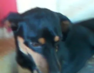 Cachorro raça Pinscher idade 5 anos nome jhuly