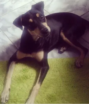 Cachorro raça viralata idade 2 anos nome Meeg