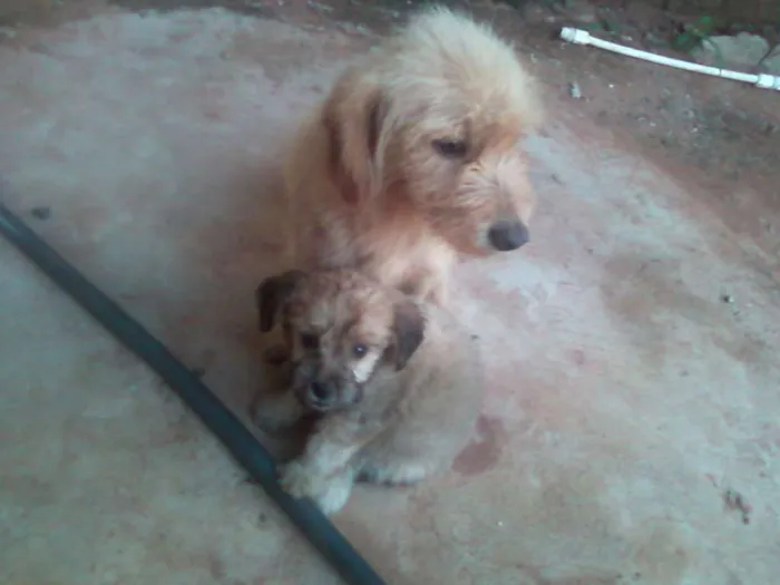 Cachorro ra a Basset-poodle idade 4 anos nome tata