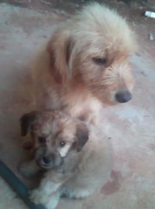 Cachorro ra a Basset-poodle idade 4 anos nome tata