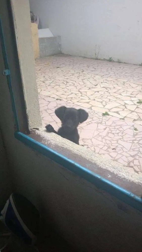 Cachorro ra a  idade 2 a 6 meses nome Lola