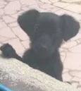 Lola