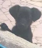 Cachorro raça  idade 2 a 6 meses nome Lola
