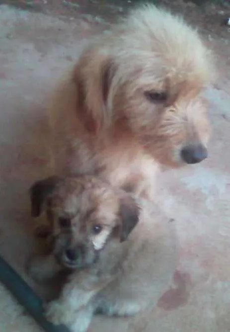 Cachorro ra a Basset-poodle idade 4 anos nome tata