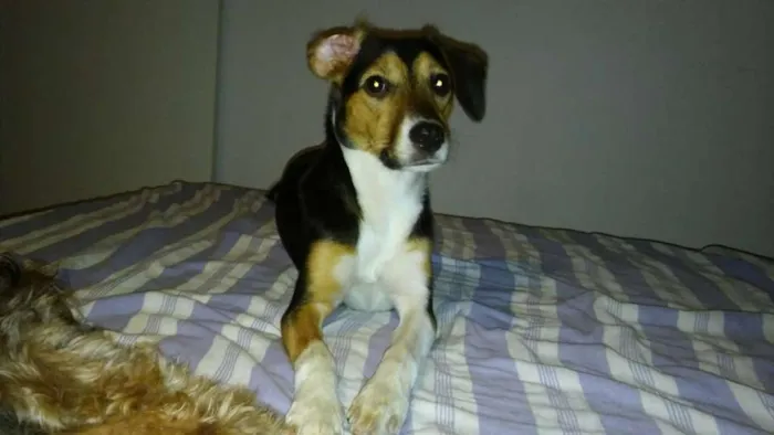 Cachorro ra a SRD idade 7 a 11 meses nome Pandora