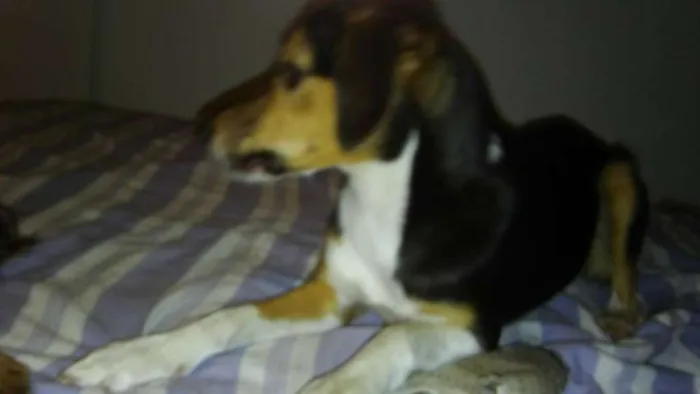 Cachorro ra a SRD idade 7 a 11 meses nome Pandora