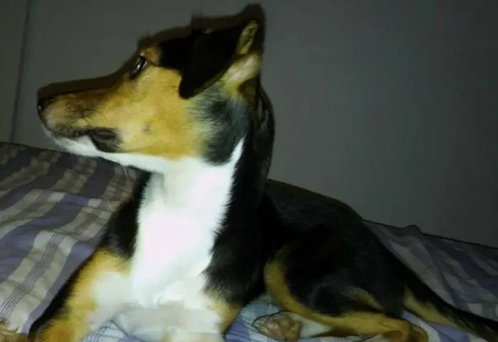 Cachorro ra a SRD idade 7 a 11 meses nome Pandora