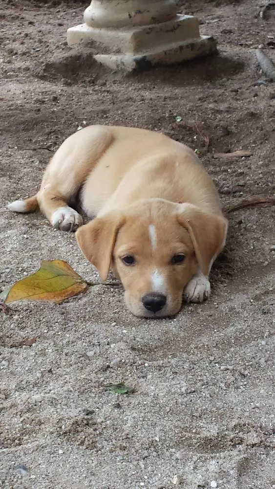 Cachorro ra a SRD idade 2 a 6 meses nome Sem nome definido