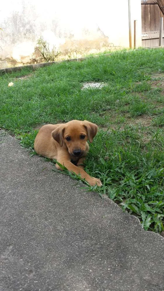 Cachorro ra a SRD idade 2 a 6 meses nome Sem nome definido