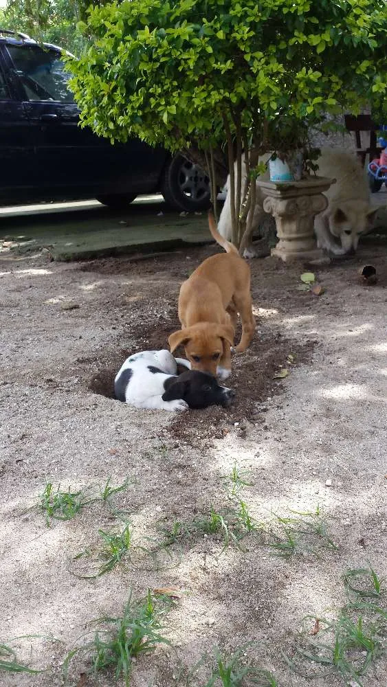 Cachorro ra a SRD idade 2 a 6 meses nome Sem nome definido