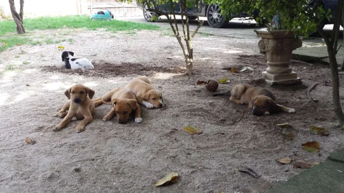 Cachorro ra a SRD idade 2 a 6 meses nome Sem nome definido