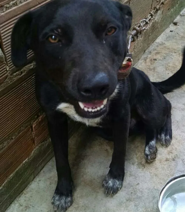 Cachorro ra a Pit-Bull idade 7 a 11 meses nome Max