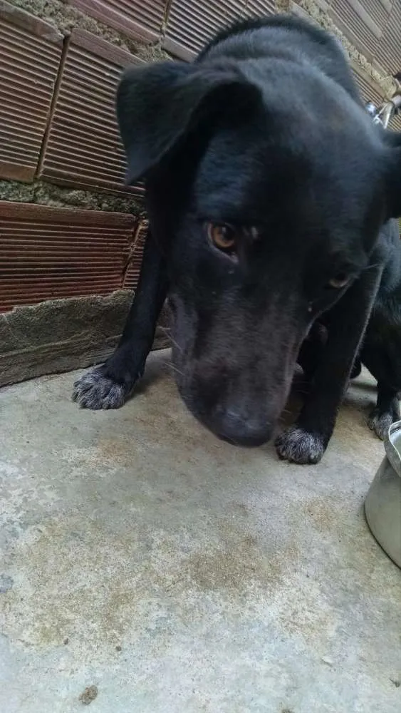 Cachorro ra a Pit-Bull idade 7 a 11 meses nome Max