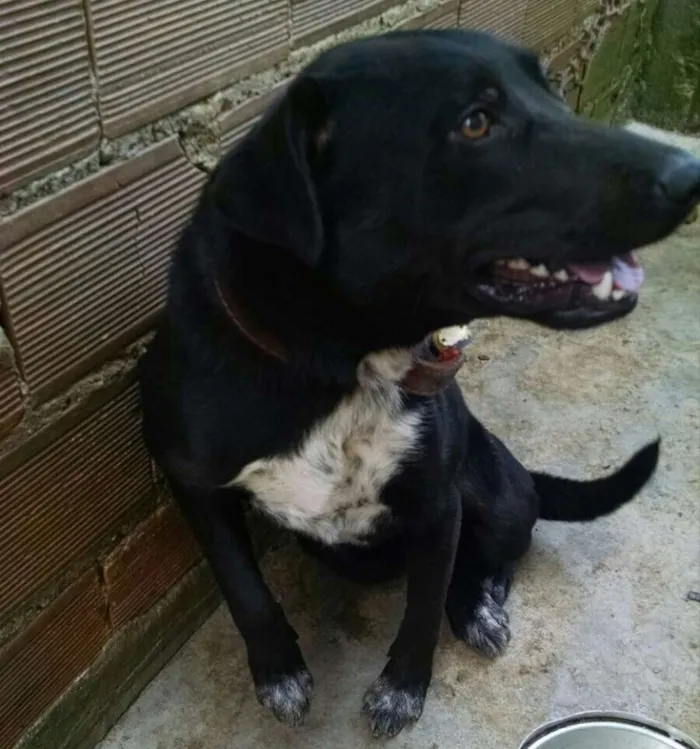 Cachorro ra a Pit-Bull idade 7 a 11 meses nome Max