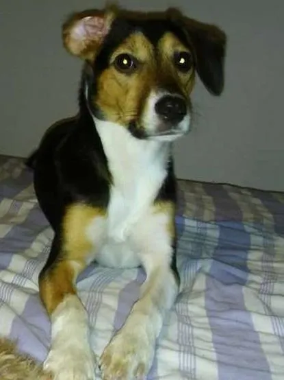 Cachorro ra a SRD idade 7 a 11 meses nome Pandora