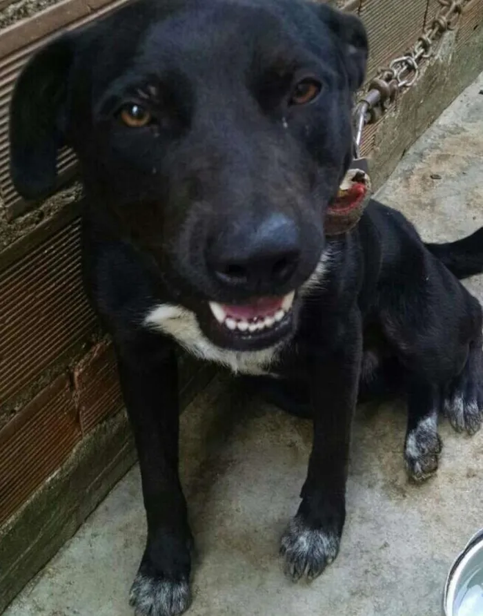 Cachorro ra a Pit-Bull idade 7 a 11 meses nome Max