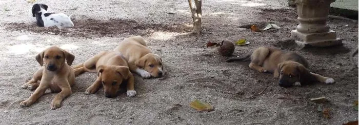 Cachorro ra a SRD idade 2 a 6 meses nome Sem nome definido
