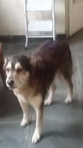 Cachorro ra a viralata idade 5 anos nome lobo